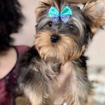 Yorkshire terrier. Mini boy, в г.Берлин