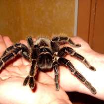 Паук-птицеед Lasiodora Parahybana L2, в Челябинске