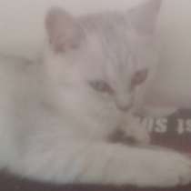 Британские кошечки, в Волгограде