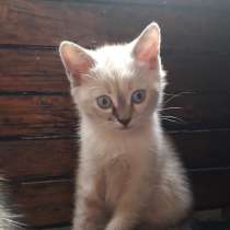 Котята обычные, в г.Луганск