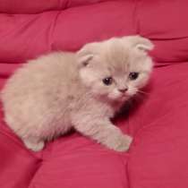 Шотландские котята, в г.Тверия