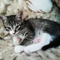 Котёнок мальчик 1.5 мес, в Красноярске