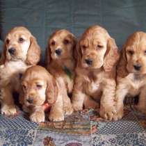 Английский кокер спаниель, в г.Тирасполь