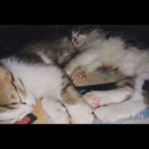 Котятам 2 месяца, в г.Бишкек