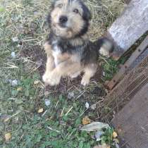 Собачка, в Белгороде