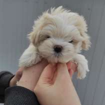 Мальчики мальтипу, в Москве