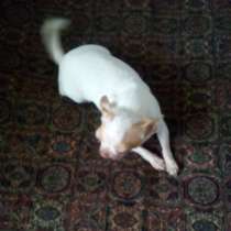 Чихуахуа девочка 3 года, в г.Гомель