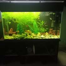 Аквариум, в Челябинске