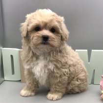 Мальтипу F - 1, в г.Берлин