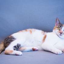 Трехцветная кошечка Буся в добрые руки, в Москве