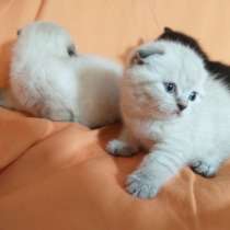 Шотландские котята, в г.Кишинёв