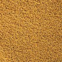 Горчица белая  (Sinapis alba), в Курске