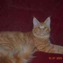 Великолепные кошечки мейн-кун из питомника, в Волгограде