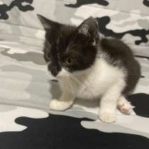 Cočka 3 mněsaca, в г.Карловы Вары