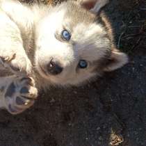 Продам щенков, в г.Костанай