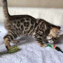 Предлагаются Бенгальские котята из питомника с документами, в г.Бирмингем