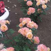 Продам квартиру, в г.Комрат