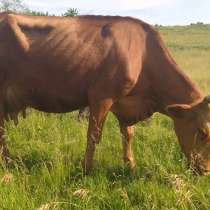 Продам коров, в г.Луганск