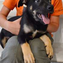 Милая, очень добрая и веселая девочка-щенок Лиззи ищет дом, в Москве