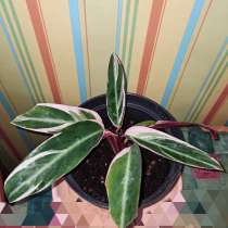 Строманта, в Москве