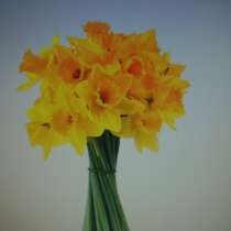 Луковица желтого нарцисса, в Ростове-на-Дону