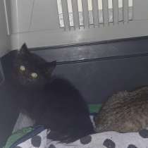 Котятки ищут дом!, в Томске