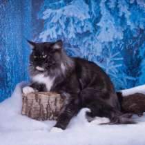 Дипломированный на международных выставках кот мейн кун ищет, в Санкт-Петербурге