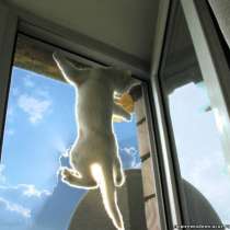 Москитные сетки, в г.Черновцы