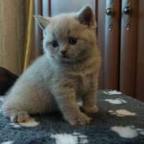 Шотландские котята лучший подарок любимым!, в г.Краматорск