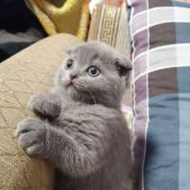 Продам британских котят, в г.Мозырь