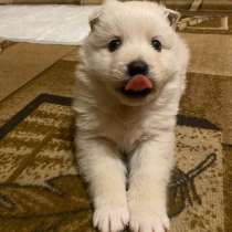 Швейцарская овчарка, в Самаре