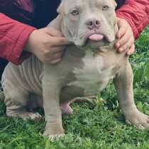 Мальчик американского булли, в Самаре