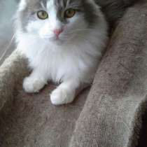 2 кастрированных котика бесплатно в добрые руки, в Белгороде