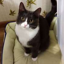 Пепельная красавица Мурка, ласковая, добрая кошечка в дар, в Москве