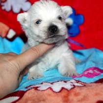 Щенки вест-хайленд-вайт терьера, в Архангельске