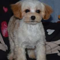 Мальтипу F - 1. Мини, в г.Бремен