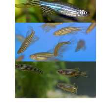 Дание рерио, в Москве