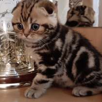 Шотландские котята мрамор на золоте, в г.Кишинёв