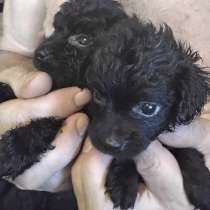 Продажа щенков малого черного пуделя, в г.Луганск