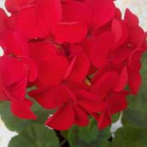 Герань. Укоренённые черенки, в Елеце