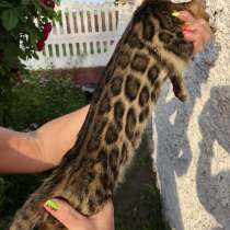 Бенгальские котята, в г.Минск