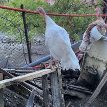 Индюки, в Анапе