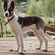 Бэтмен в поиске дома, в Москве