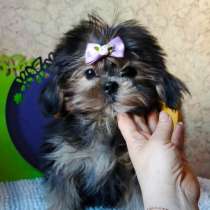 Забавная девочка шорки, в Москве