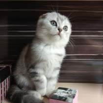 Шотландские вислоухие от чемпионов, в Санкт-Петербурге