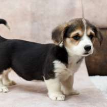 Вельш-корги (пемброк), в г.Белград