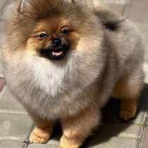 Померанский шпиц, в г.Берлин