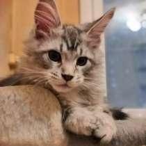 Котята породы мейн-кун, в Москве