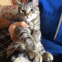 Продам котят, в г.Луганск