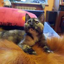 Маленькое чудо Сима, милейший черепаховый котенок в дар, в Санкт-Петербурге